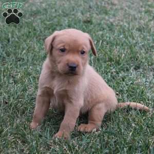 Cash, Fox Red Labrador Retriever Puppy